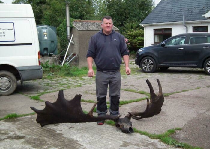 The 10,000 Year Old Skull Of An Extinct Giant Irish Elk Found By A Fisherman