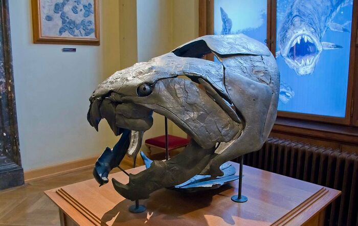 Behold, The Armored Fish From The Devonian Period: The Dunkleosteus!