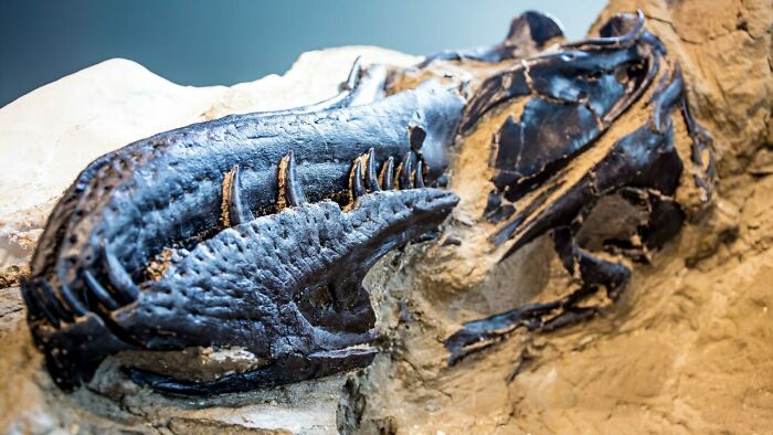 The Skull Of "Bloody Mary", One Of The 2 Dinosaus Found Locked In Combat In The "Dueling Dinosaurs" Specimen