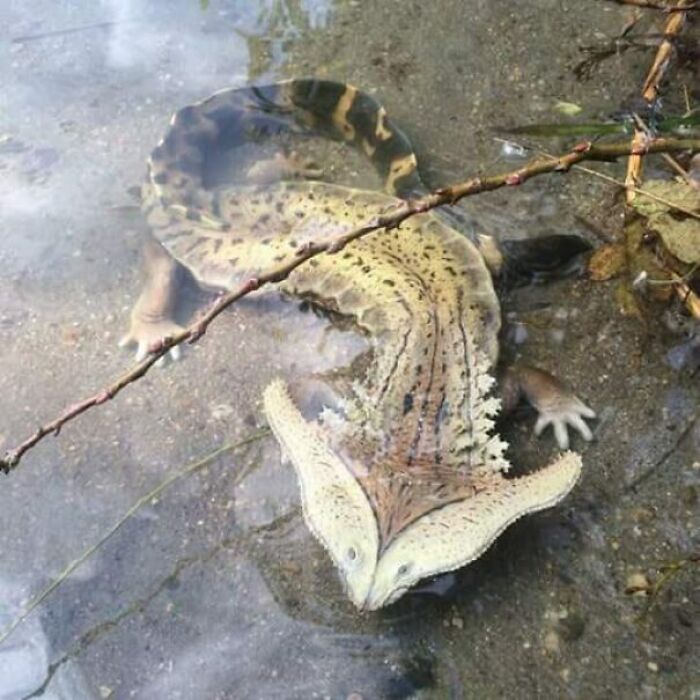 Model Of A Diplocaulus