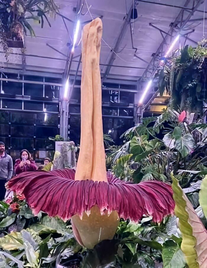 Biggest Flower In The World (Amorphophallus Titanum)
