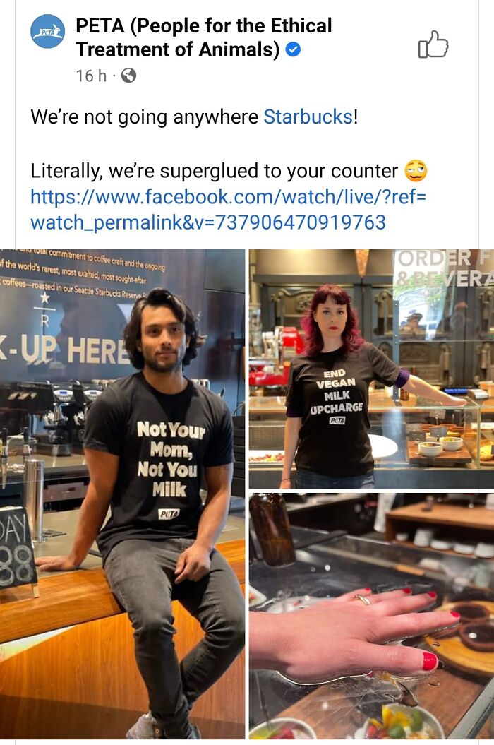 Gluing Themselves To Table Is So Brave, Wow