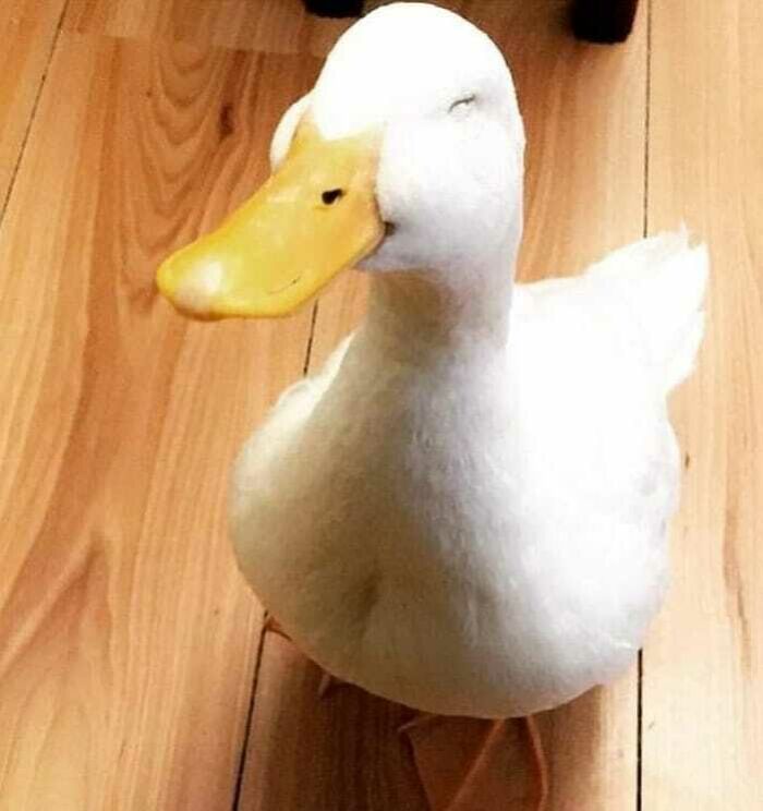 White duck smiling adorably on a wooden floor.