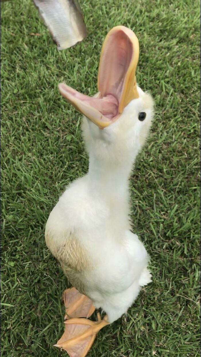 One Of My Old Ducks. Her Favorite Treats Were Fresh Fish