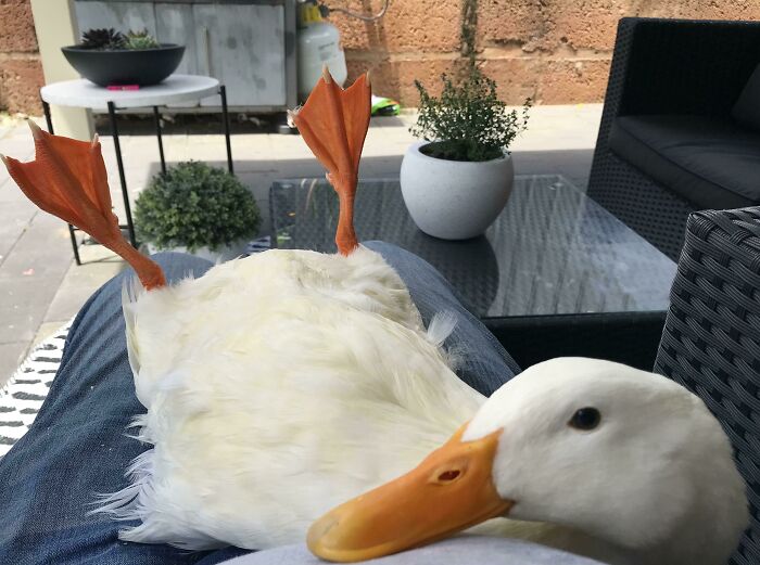 White duck lying contentedly on a person's lap in an outdoor setting.
