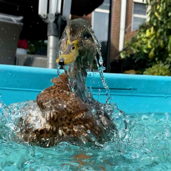 Release The Quacken!