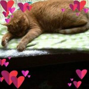 bernadette_john avatar