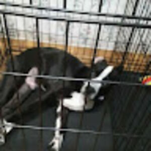 matthewcieply avatar