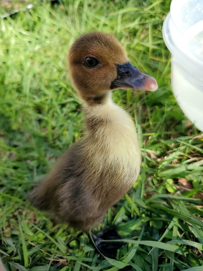 Sweet Rescue Baby. Still Not Named! Wing Is Healed Now