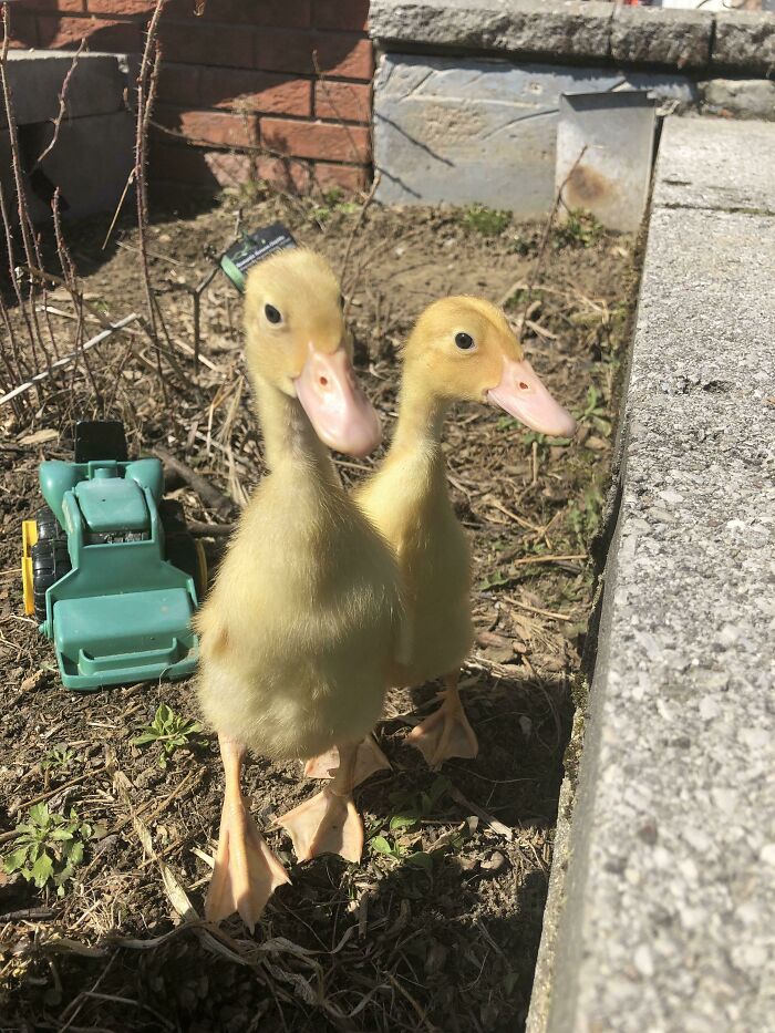 First Outside Time For Nacho And Taco