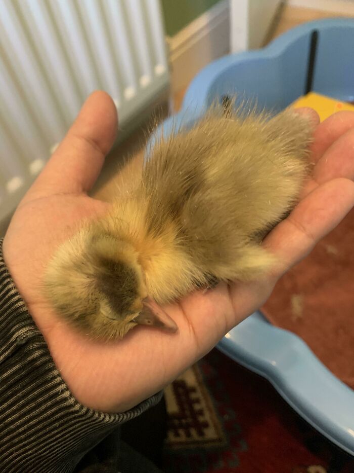 Baby Archie Who Ended Up Being An Annie