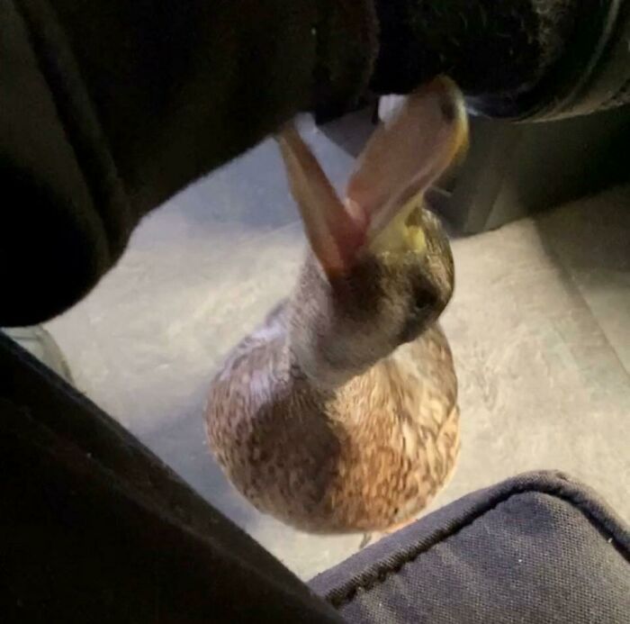 Give Me Attention!!!