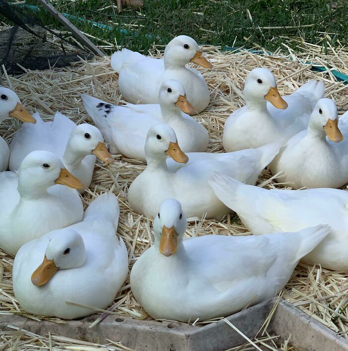 My Little Flock Is All Grown Up. I Think They Still Love Me Tho!