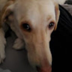 justinsmith_5 avatar