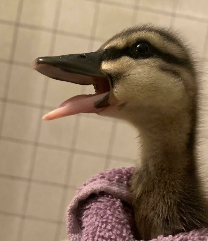 The Cuteness Is Too Much!