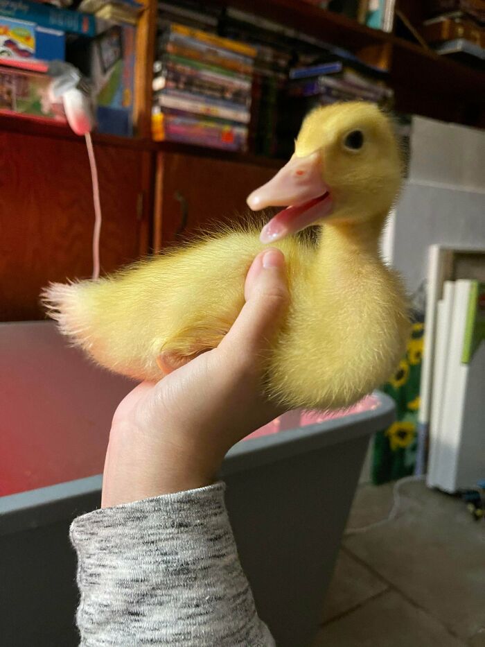 2 Days Old To A Week