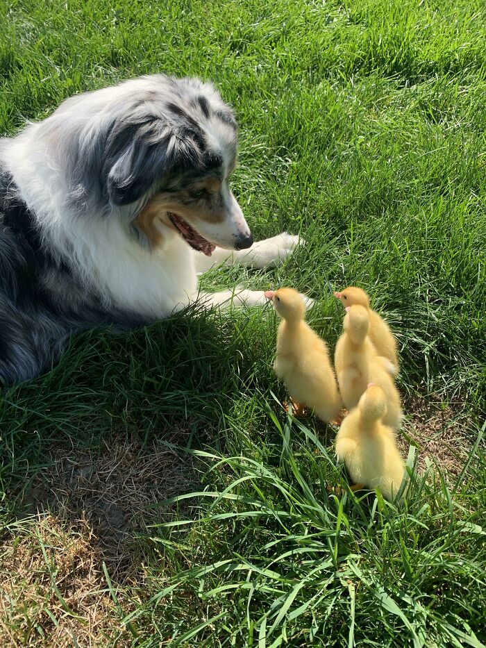 A Watchful Eye Keep The Ducks Safe