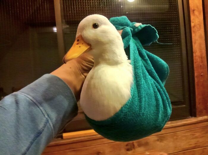 How To Transport Your Ducky