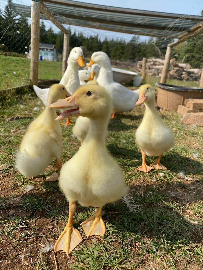 My New Babies Meeting My Older Babies
