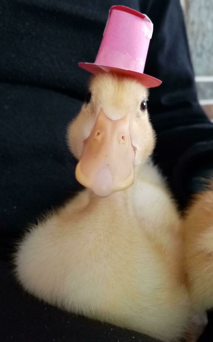Yellow duck wearing a cute pink hat, bringing a smile with its charming appearance.