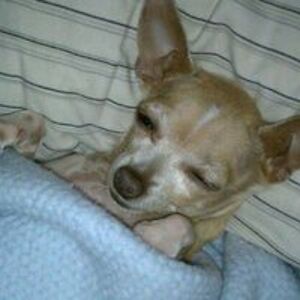 camilleorpiano avatar