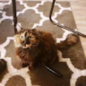 rachelharries avatar