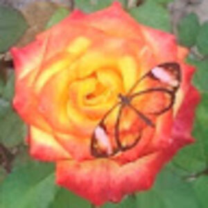 quintasierravista avatar