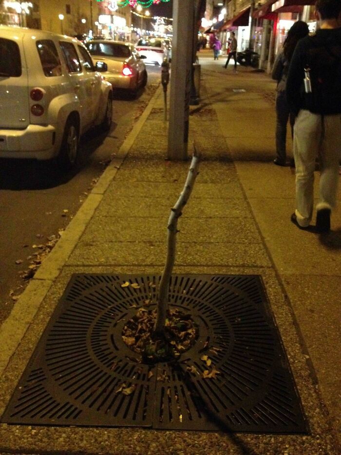 Tree Adds Natural Beauty To Downtown Area 