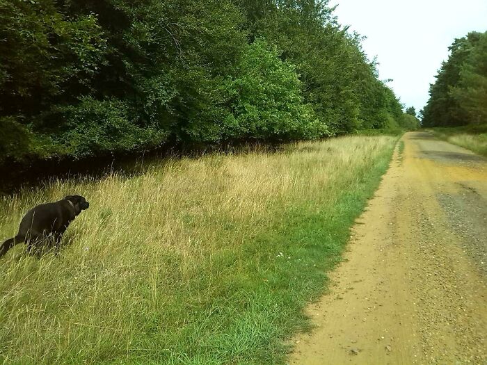 A Truly Inspiring View Of The Great British Woodland