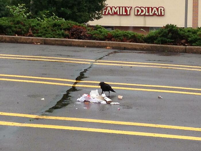 Beautiful Bird Species Feeding