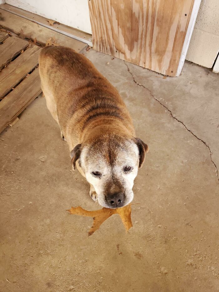 Meg Would Like To Offer You A Leaf During These Trying Times