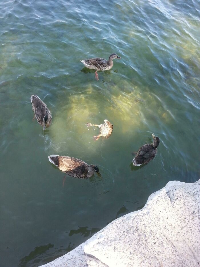Cute ducks swimming in circles on a serene lake.
