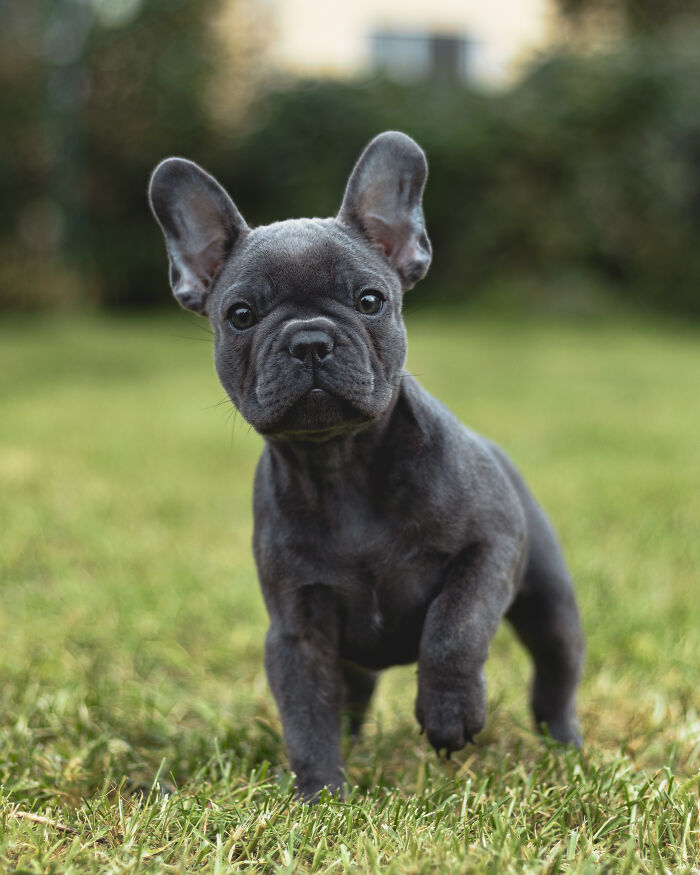 Adorable black French Bulldog puppy with large ears walking on grass, one of the cutest dogs ever in an outdoor setting