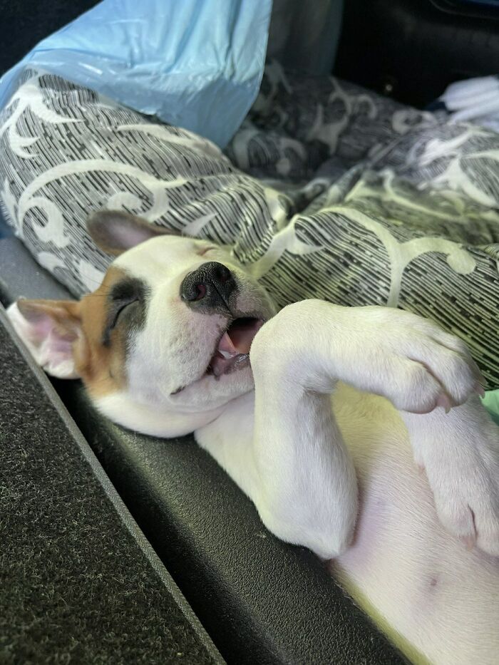 Perrito dormido con expresión relajada y patas dobladas, capturado en una foto pura de perretes adorable.