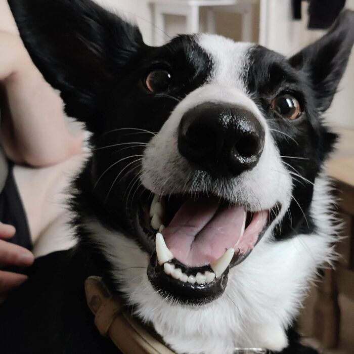 Happy black and white dog showing teeth and tongue up close, one of the cutest dogs ever in new pics.