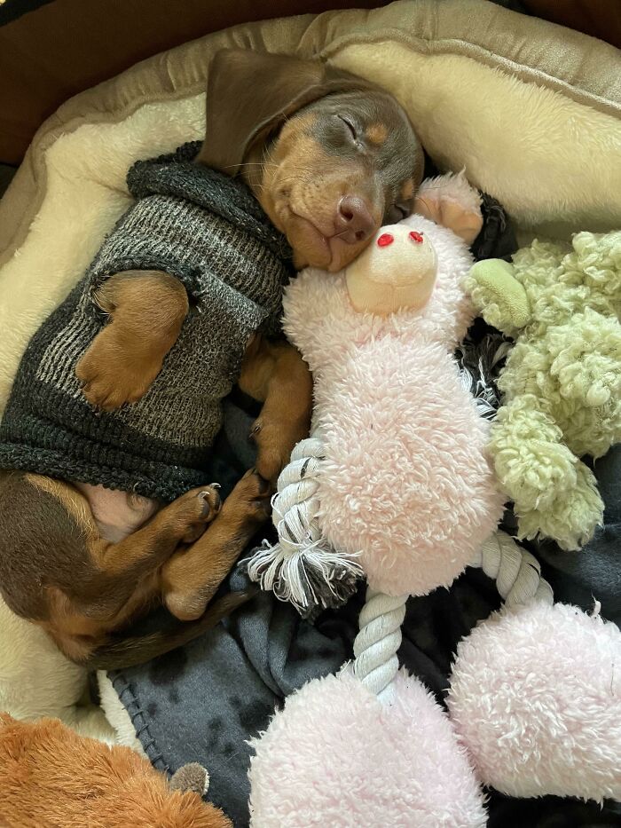 Cachorro durmiendo en cama suave con suéter gris y juguetes de peluche, fotos puras de perretes.