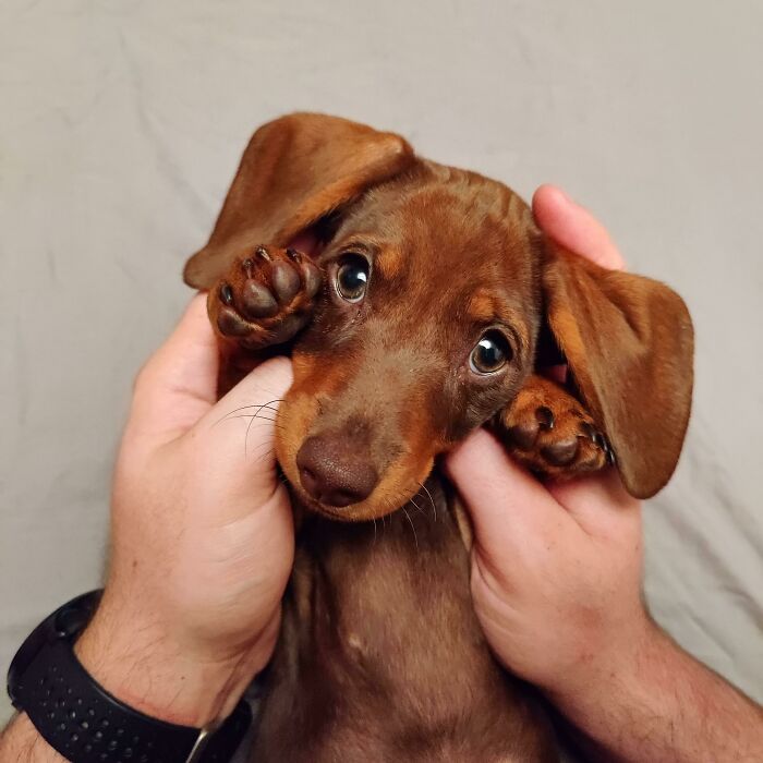 Adorable brown dachshund puppy being gently held, showcasing one of the cutest dogs ever in a close-up view.