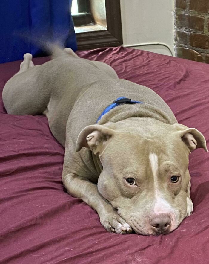 Pit bull laying on a red bedspread, looking calm and relaxed, one of the cutest dogs ever in cozy indoor setting.