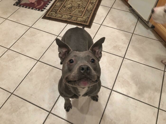 Perrete gris mirando hacia arriba con expresión alegre, en cocina con piso de losetas y alfombrillas decorativas.
