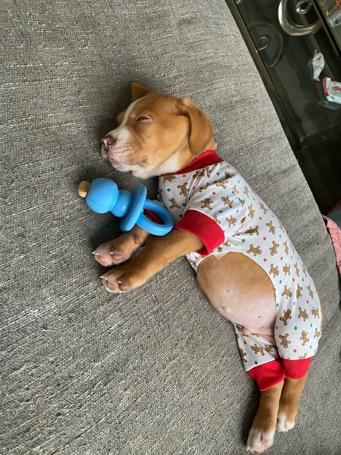 Sleeping puppy in cute pajamas lying on a couch holding a blue toy, one of the cutest dogs ever.