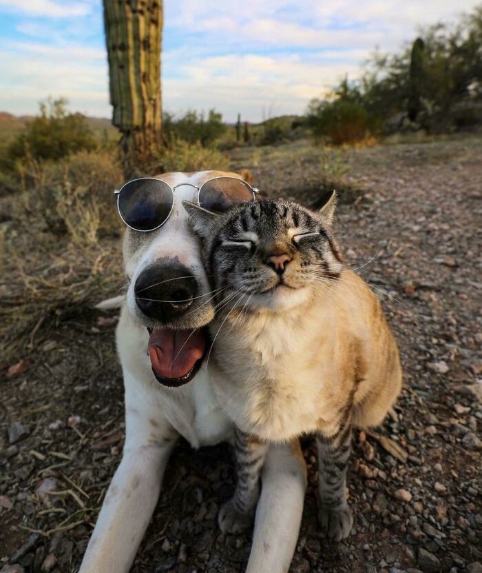 Perrete con gafas de sol junto a un gato feliz en un entorno natural y desértico, mostrando amistad pura.