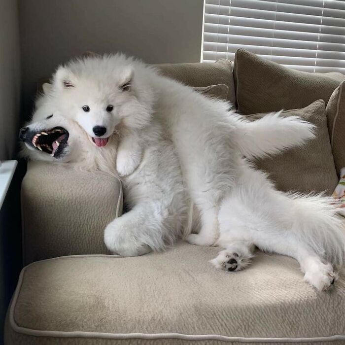 Fluffy white dogs playfully hugging on a beige couch, showing the cutest dogs ever in a cozy home setting.