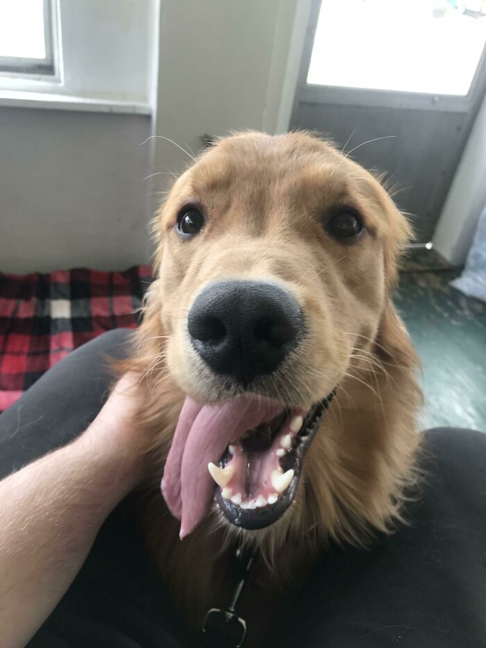 Perrete feliz con lengua afuera y mirada tierna en interior con luz natural y manta a cuadros roja y negra.