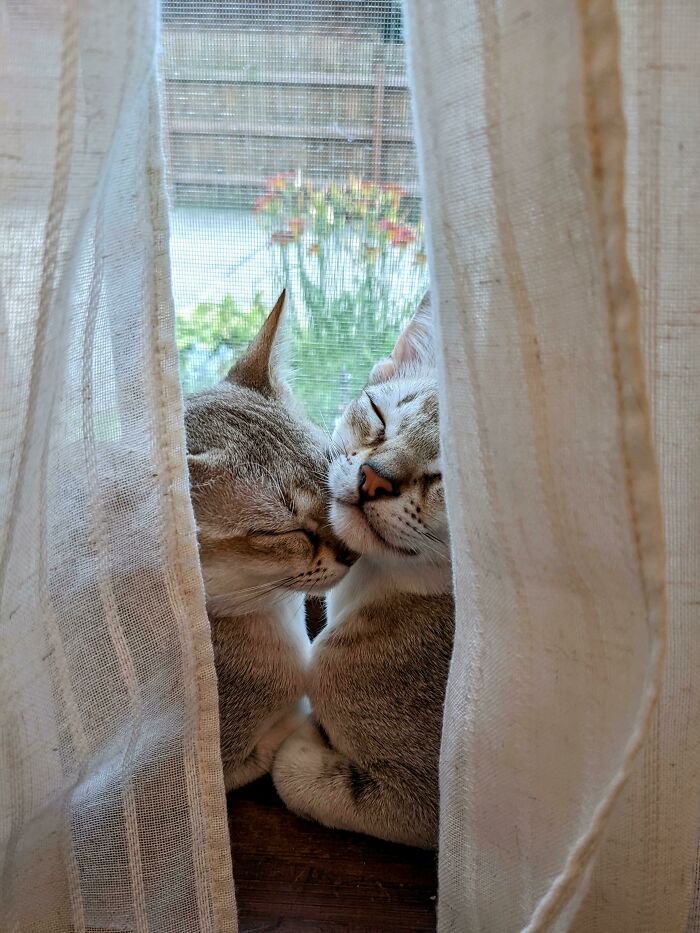  Midge y Bird en la ventana