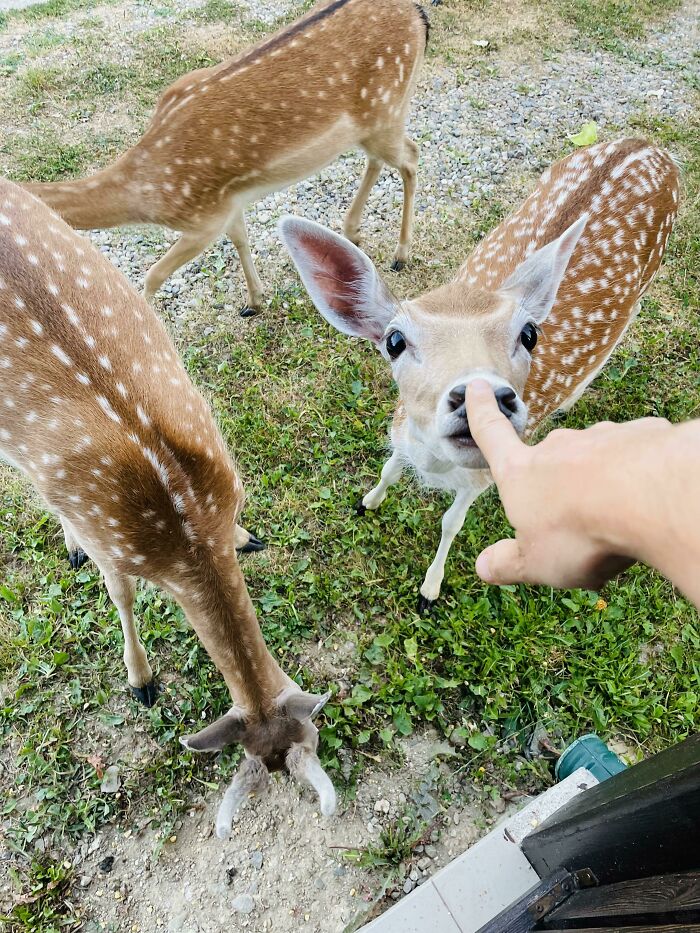 I Booped A Deer