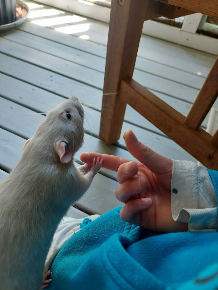 Light-colored rat holding a person's finger on a wooden porch, showcasing adorable animals that brighten up your day.