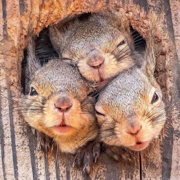 Three adorable squirrels peeking out from a tree hole, showcasing cute faces that brighten up your day.