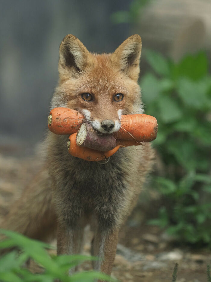 Fox holding multiple carrots in its mouth, showcasing adorable animals that might brighten up your day.