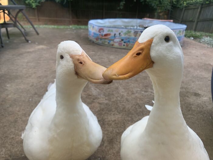 My Weird Looking Dogs