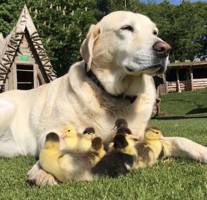 Brown dog relaxing with cute yellow and dark ducklings on grass.